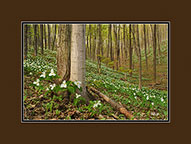 Hillside of Trilliums